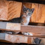 Radio Biwak zagląda do pszczelego ula (fotogaleria) 49 - Polskie Radio Rzeszów Radio Biwak zagląda do pszczelego ula (fotogaleria) - Polskie Radio Rzeszów