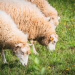 Radio Biwak zagląda do pszczelego ula (fotogaleria) 51 - Polskie Radio Rzeszów Radio Biwak zagląda do pszczelego ula (fotogaleria) - Polskie Radio Rzeszów