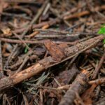 Radio Biwak wspięło się na szczyt Holicy (zdjęcia) 48 - Polskie Radio Rzeszów Radio Biwak wspięło się na szczyt Holicy (zdjęcia) - Polskie Radio Rzeszów