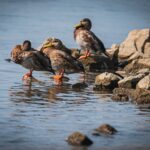 Radio Biwak na falach Wisły w Sandomierzu (fotogaleria) 34 - Polskie Radio Rzeszów Radio Biwak na falach Wisły w Sandomierzu (fotogaleria) - Polskie Radio Rzeszów
