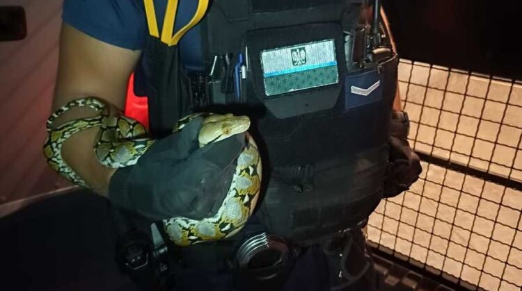 Poszukiwania pytona w Stalowej Woli