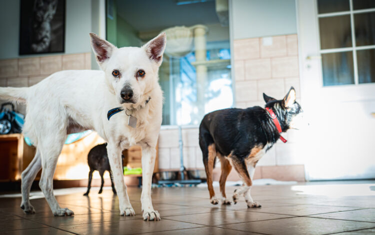 Pomysł wprowadzenia zakazu trzymania psów na łańcuchu