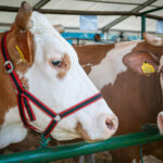 Radio Biwak gościło w Rudawce Rymanowskiej (fotogaleria) - Polskie Radio Rzeszów