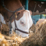 Radio Biwak gościło w Rudawce Rymanowskiej (fotogaleria) - Polskie Radio Rzeszów