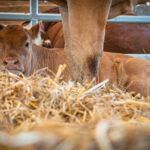 Radio Biwak gościło w Rudawce Rymanowskiej (fotogaleria) - Polskie Radio Rzeszów