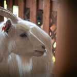 Radio Biwak gościło w Rudawce Rymanowskiej (fotogaleria) - Polskie Radio Rzeszów