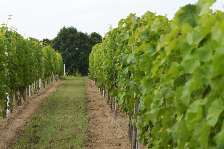 Czas dojrzewania winogron