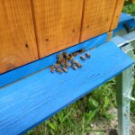 Zgnilec amerykański atakuje pszczoły na Podkarpaciu 2 - Polskie Radio Rzeszów Zgnilec amerykański atakuje pszczoły na Podkarpaciu - Polskie Radio Rzeszów