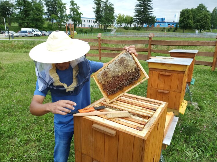 Zgnilec amerykański atakuje pszczoły na Podkarpaciu