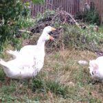 Zwierzomaniak 18.08 - Polskie Radio Rzeszów