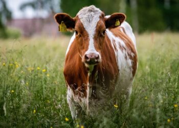 Choroba niebieskiego języka rozprzestrzenia się wśród owiec i&nbsp;krów w&nbsp;Europie