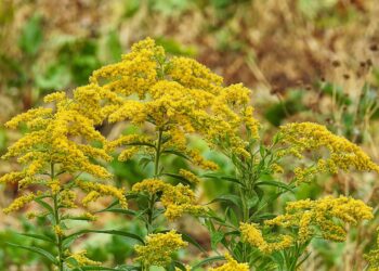 Greenpeace chce zwalczać w&nbsp;Polsce inwazyjną nawłoć