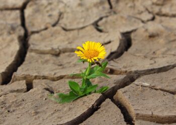 Tegoroczna susza jest jedną z&nbsp;największych w&nbsp;ostatnich kilkunastu latach