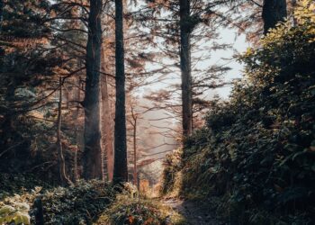 Susza w&nbsp;lasach w&nbsp;regionie. Cierpią zwierzęta, wysychają rzeki