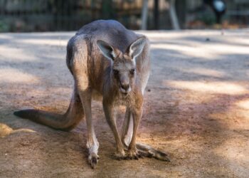 Służby od&nbsp;kilku dni próbują schwytać kangura, który&nbsp;uciekł z&nbsp;więzienia