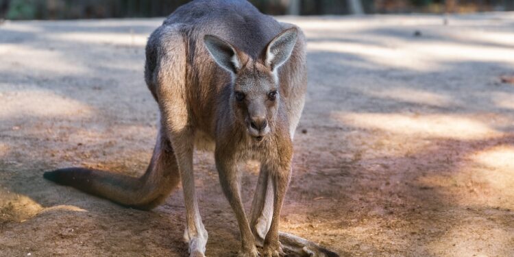 giant kangaroo 5721537 1280