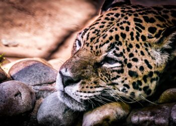 4 sierpnia – Międzynarodowy Dzień Pantery Mglistej