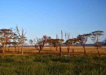 Kenia/Przywódca sekty oskarżony o&nbsp;zagłodzenie ponad 400 osób