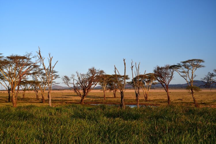 Kenia/Przywódca sekty oskarżony o zagłodzenie ponad 400 osób