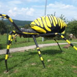 Świat fauny w powiększeniu w poddębickiej Stobiernej (zdjęcia) 5 - Polskie Radio Rzeszów Świat fauny w powiększeniu w poddębickiej Stobiernej (zdjęcia) - Polskie Radio Rzeszów