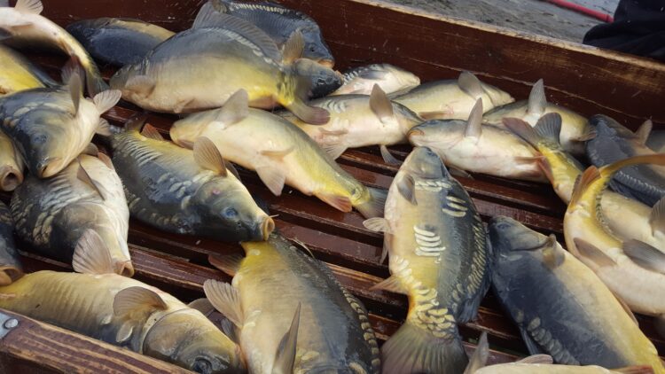 Kulinarne pogaduchy o rybach słodkowodnych