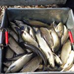 Kulinarne pogaduchy o rybach słodkowodnych 2 - Polskie Radio Rzeszów Kulinarne pogaduchy o rybach słodkowodnych - Polskie Radio Rzeszów