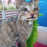 Obchody Dnia Krajowej Administracji Skarbowej w Jarosławiu 4 - Polskie Radio Rzeszów Obchody Dnia Krajowej Administracji Skarbowej w Jarosławiu - Polskie Radio Rzeszów