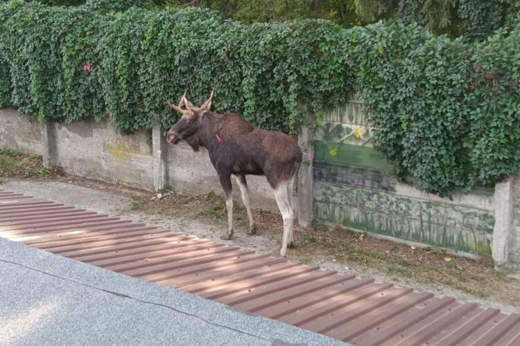 Nie żyje łoś, który błądził po Rzeszowie