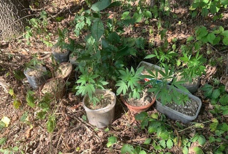 41-latek uprawiał konopie indyjskie w przydomowym zagajniku