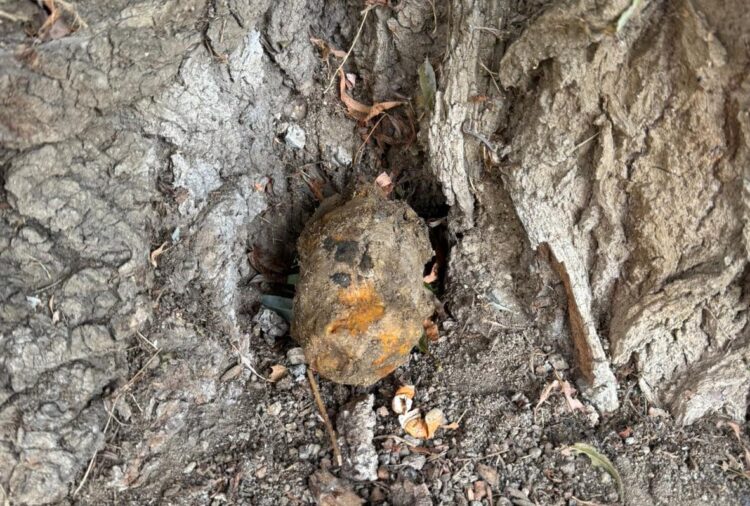 Granat znaleziony w centrum Rzeszowa