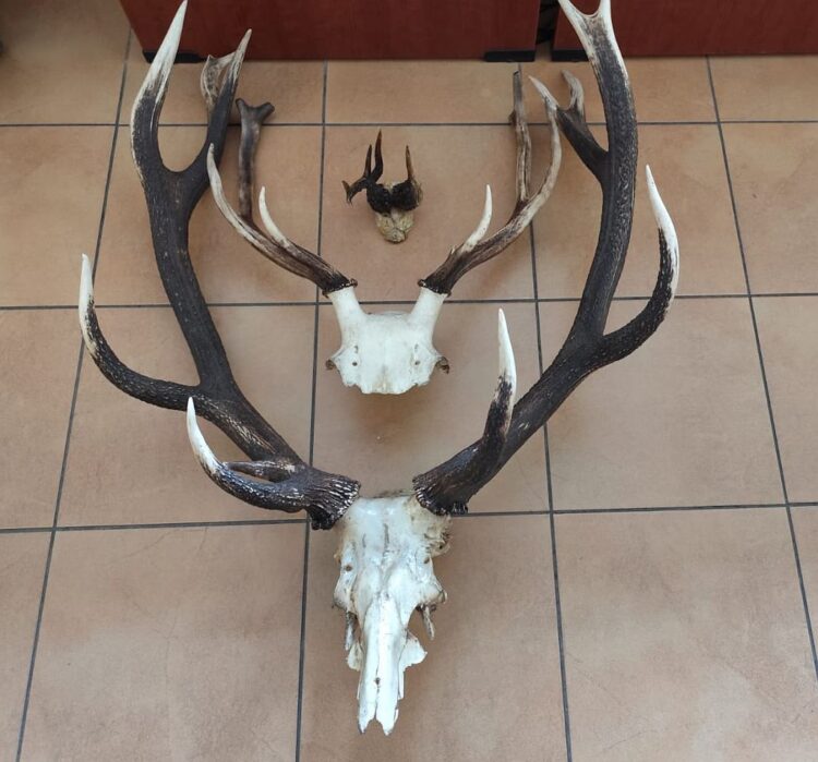 Ukradł poroża o wartości 4 tys. zł