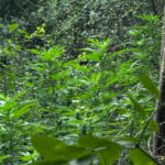 Uprawiał konopie, zatrzymali go podczas przycinania liści 6 - Polskie Radio Rzeszów Uprawiał konopie, zatrzymali go podczas przycinania liści - Polskie Radio Rzeszów