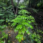 Uprawiał konopie, zatrzymali go podczas przycinania liści 5 - Polskie Radio Rzeszów Uprawiał konopie, zatrzymali go podczas przycinania liści - Polskie Radio Rzeszów