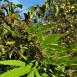 Uprawiał konopie, zatrzymali go podczas przycinania liści 3 - Polskie Radio Rzeszów Uprawiał konopie, zatrzymali go podczas przycinania liści - Polskie Radio Rzeszów