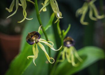Jesienna edycja Festiwalu Roślin w&nbsp;Rzeszowie