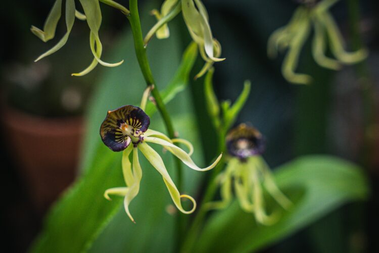 Jesienna edycja Festiwalu Roślin w Rzeszowie
