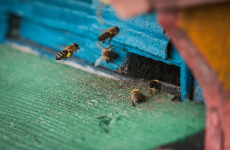 W Krośnie odbędzie się miodobranie z miejskiej pasieki