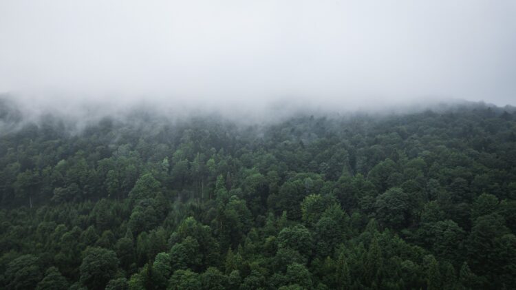 Seniorki zgubiły się w lesie. Odnaleźli je policjanci, którzy znali teren