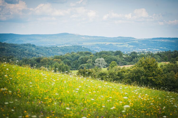 Leśnicy ostrzegają przez wysokim zagrożeniem pożarowym w lasach