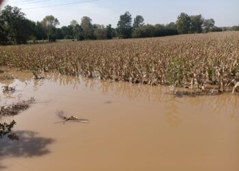 Opolskie: Producenci żywności szacują szkody i&nbsp;organizują pomoc