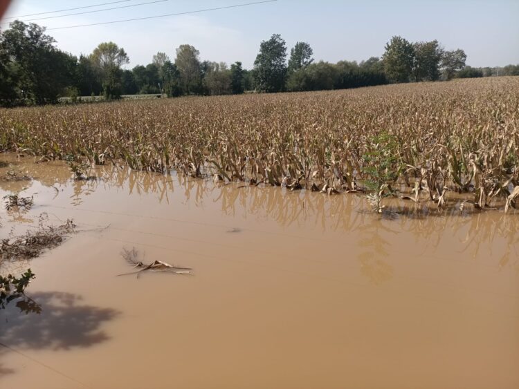Opolskie: Producenci żywności szacują szkody i organizują pomoc