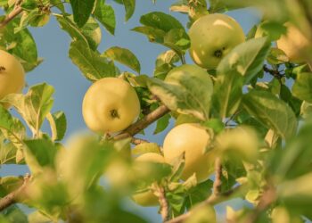 28 września – Światowy Dzień Jabłka