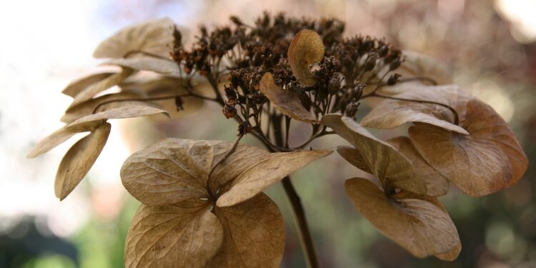 hydrangea 3825208 1280