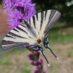 Zwierzomaniak 25.08 6 - Polskie Radio Rzeszów Zwierzomaniak 25.08 - Polskie Radio Rzeszów