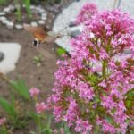 Zwierzomaniak 25.08 5 - Polskie Radio Rzeszów Zwierzomaniak 25.08 - Polskie Radio Rzeszów