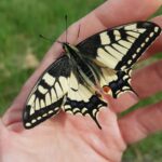 Zwierzomaniak 25.08 4 - Polskie Radio Rzeszów Zwierzomaniak 25.08 - Polskie Radio Rzeszów