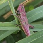 Zwierzomaniak 25.08 3 - Polskie Radio Rzeszów Zwierzomaniak 25.08 - Polskie Radio Rzeszów