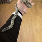 Zwierzyniec lekarz weterynarii Agnieszki Borsukiewicz 2 - Polskie Radio Rzeszów Zwierzyniec lekarz weterynarii Agnieszki Borsukiewicz - Polskie Radio Rzeszów