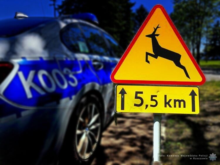 Dzika zwierzyna będzie szukać pożywienia, uważajmy na drodze