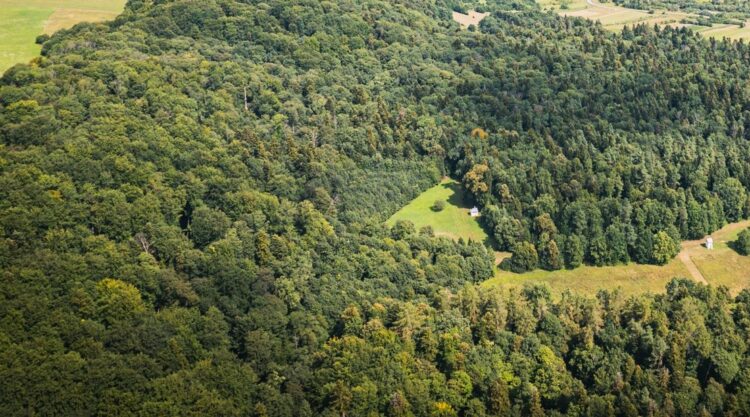 84-letni mężczyzna zagubił się podczas grzybobrania
